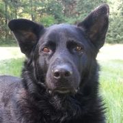 Schäfer-Labrador-Mix Tanemo