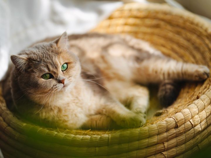 Katze ruht in einem Korb (Symbolbild)
