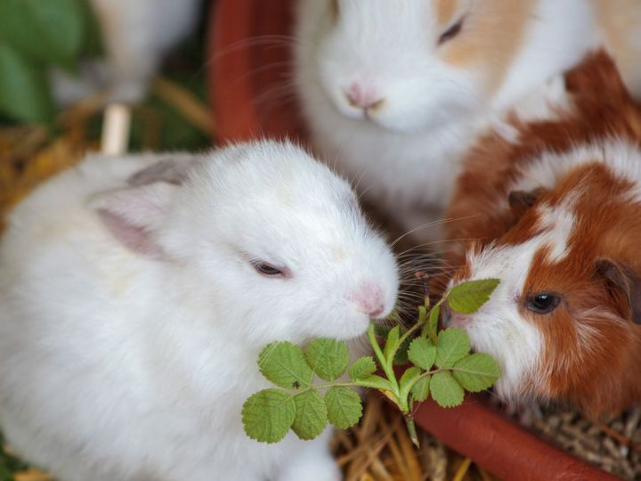 Kaninchen und Meerschweinchen beim Fressen (Symbolbild)