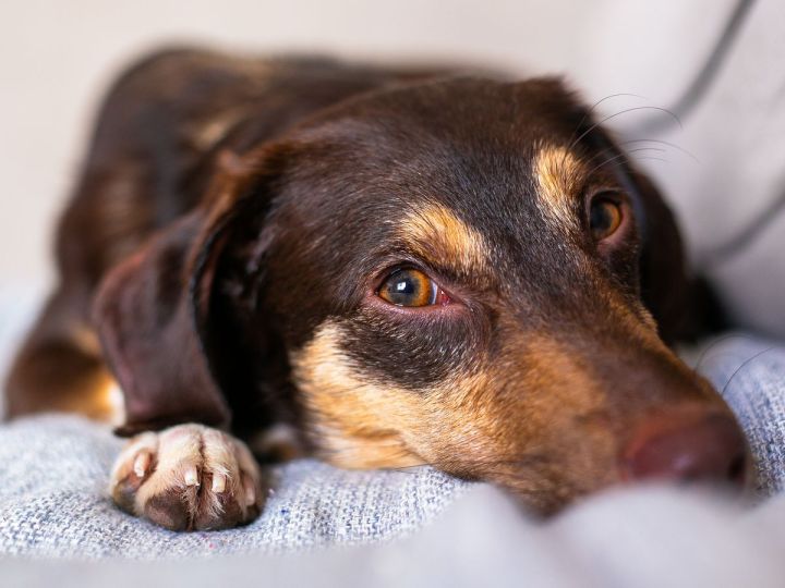 Entspannter Hund auf einem Sofa (Symbolbild)