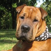 Hund Luca