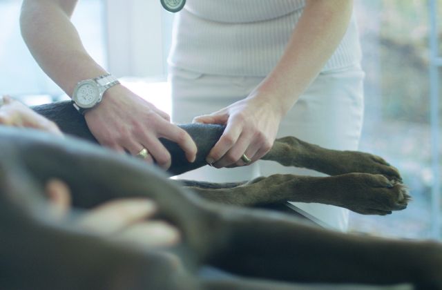 Janka Dietz untersucht behutsam die Pfote eines Hundes