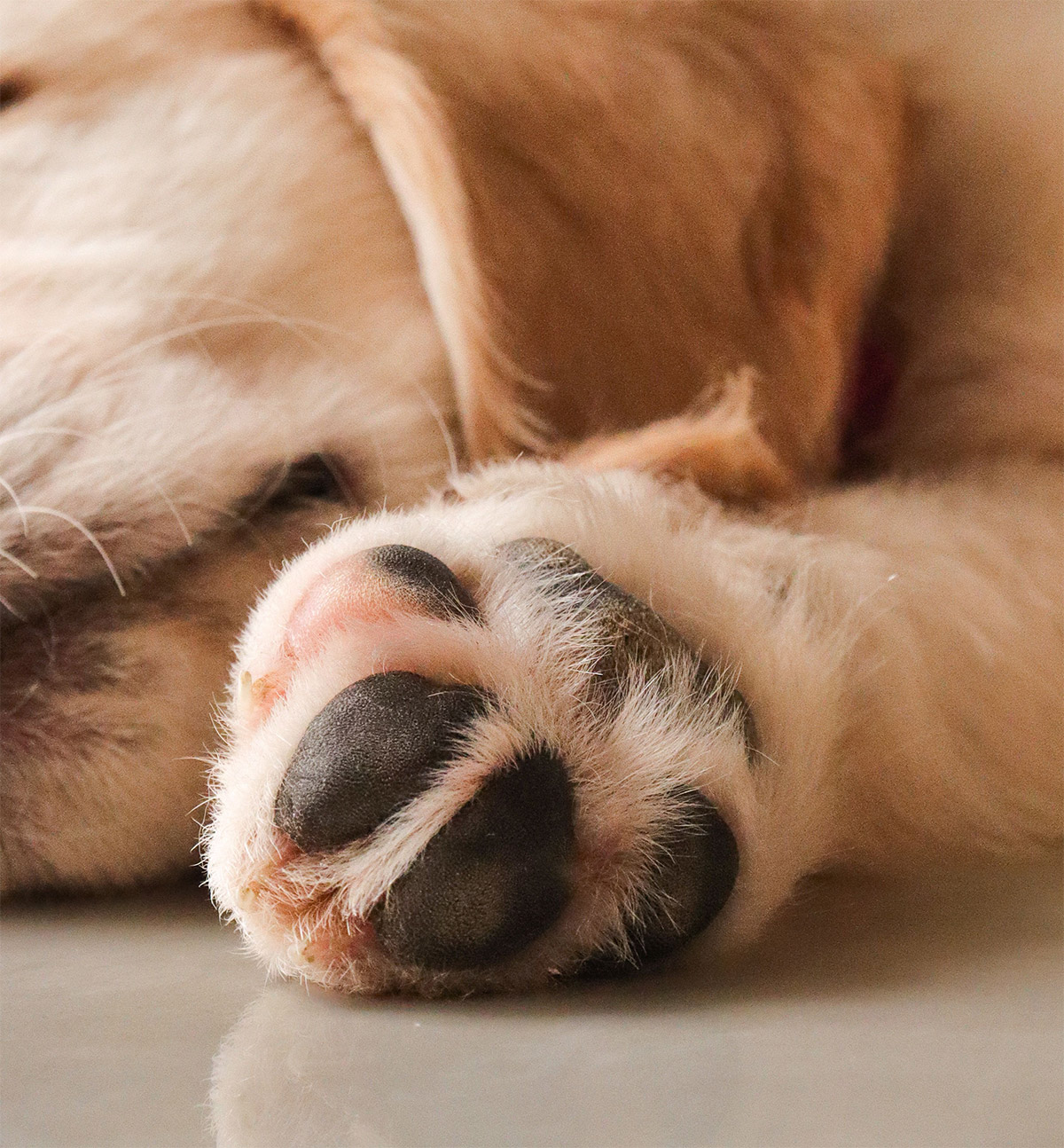 Entspannter Hund – Nahaufnahme einer Pfote